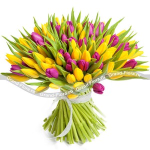 101 желто-фиолетовый тюльпан